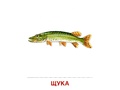 Демонстрационные картинки СУПЕР. Обитатели рек и озер (16 шт.) в папке